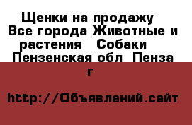 Щенки на продажу - Все города Животные и растения » Собаки   . Пензенская обл.,Пенза г.